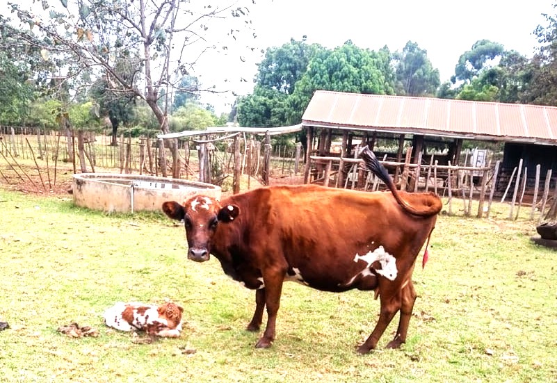 Dairy Production Management