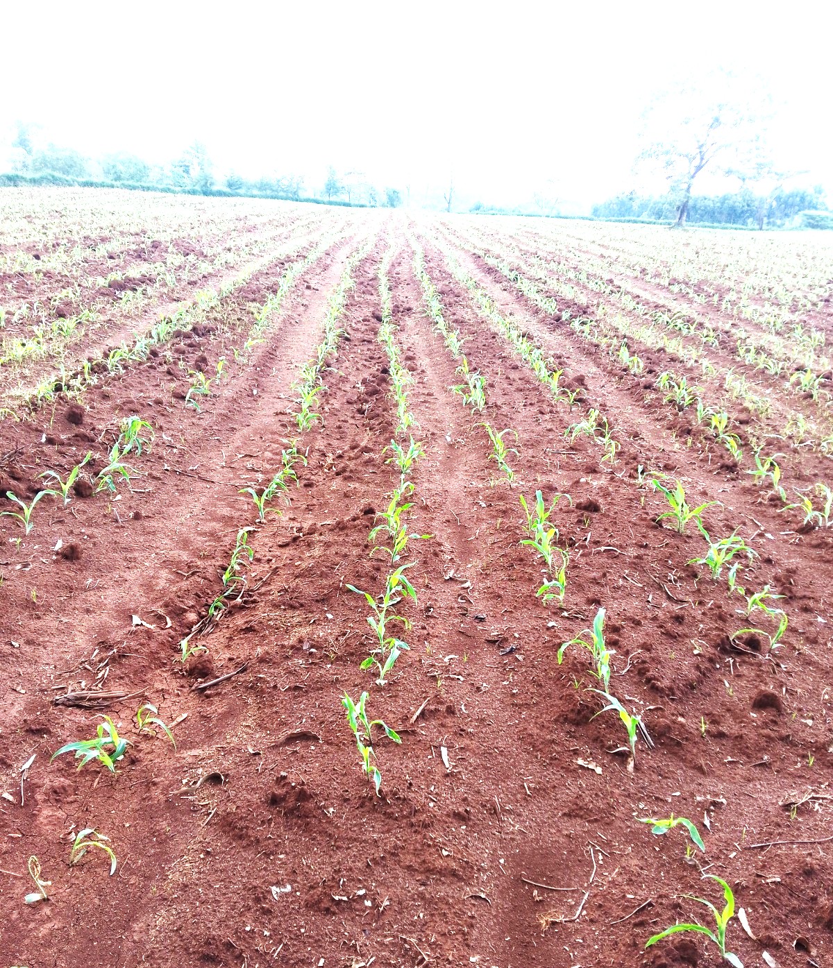 Crop Production Management